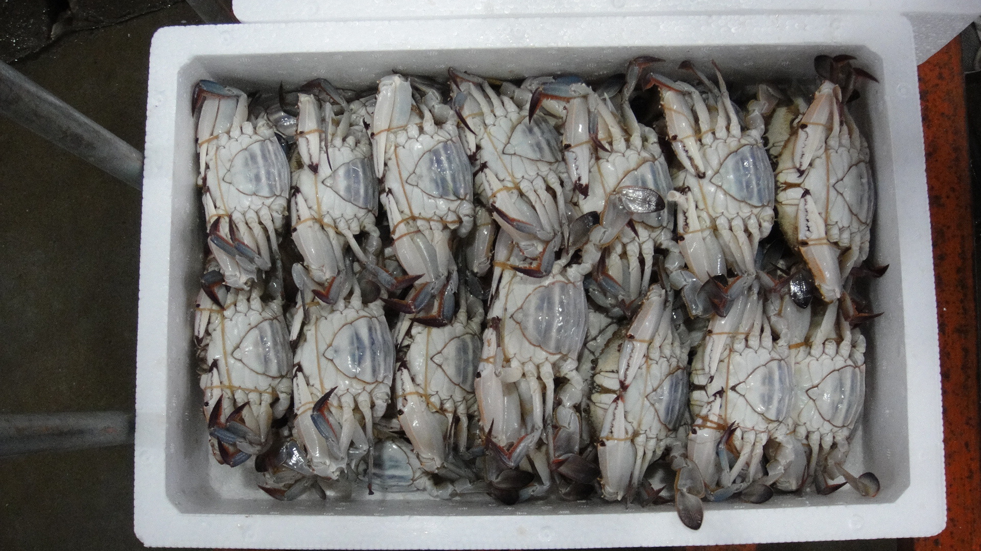 探秘水產品 從海洋到餐桌的健康珍饈