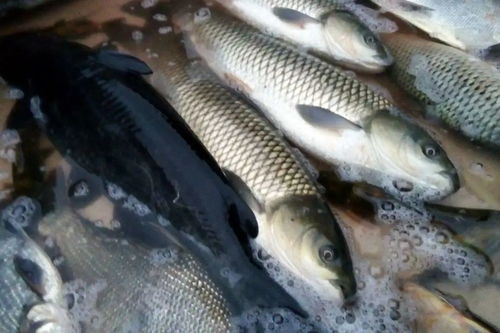 請堅持吃魚 大自然贈予的禮物，疫情下的營養守護