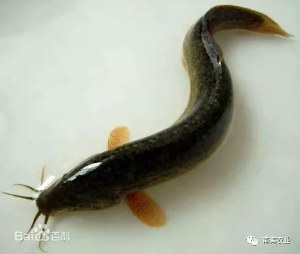 南海瑰寶 探尋優質水產品，哪一款是你的心頭好？