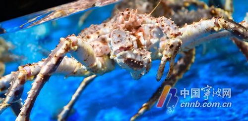 寧波水產品批發市場與多家超市聯合聲明 未銷售日本水產品